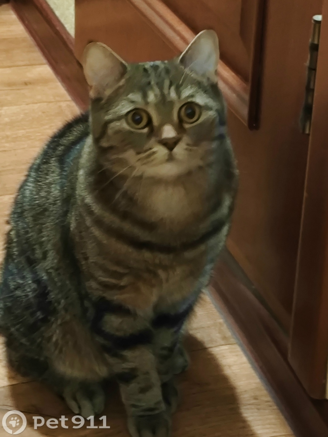 Пропала кошка в Иркутске — фото объявления