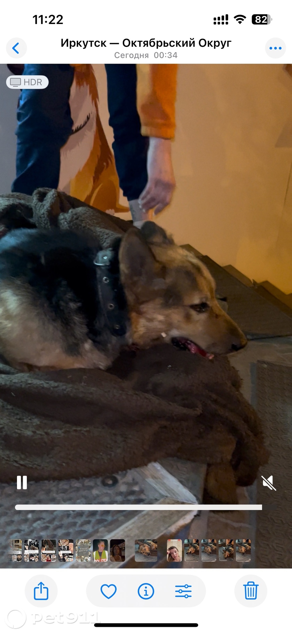 Найдена собака в Иркутске — фото объявления