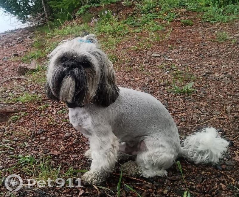 Пропала собака в Иркутске — фото объявления