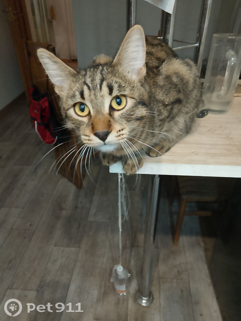 Пропала кошка в Иркутске — фото объявления