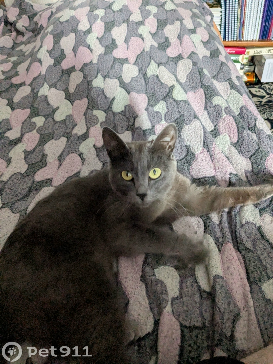 Найдена кошка в Иркутске — фото объявления