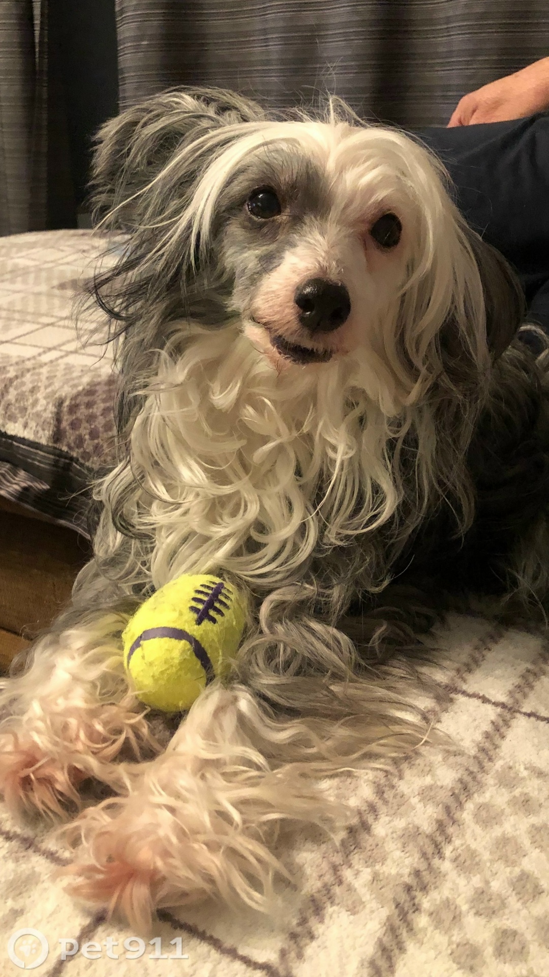 Пропала собака в Иркутске — фото объявления