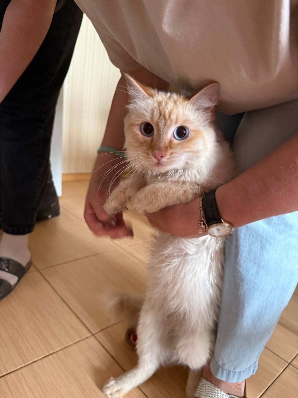 Найдена кошка в Иркутске — фото объявления