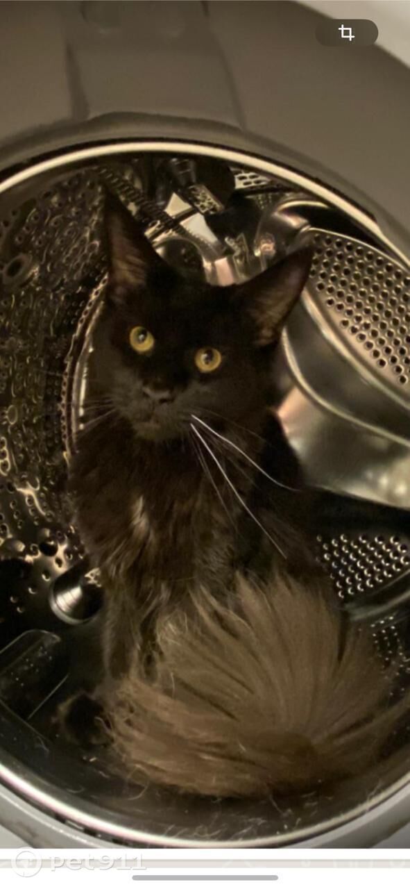 Пропала кошка в Иркутске — фото объявления