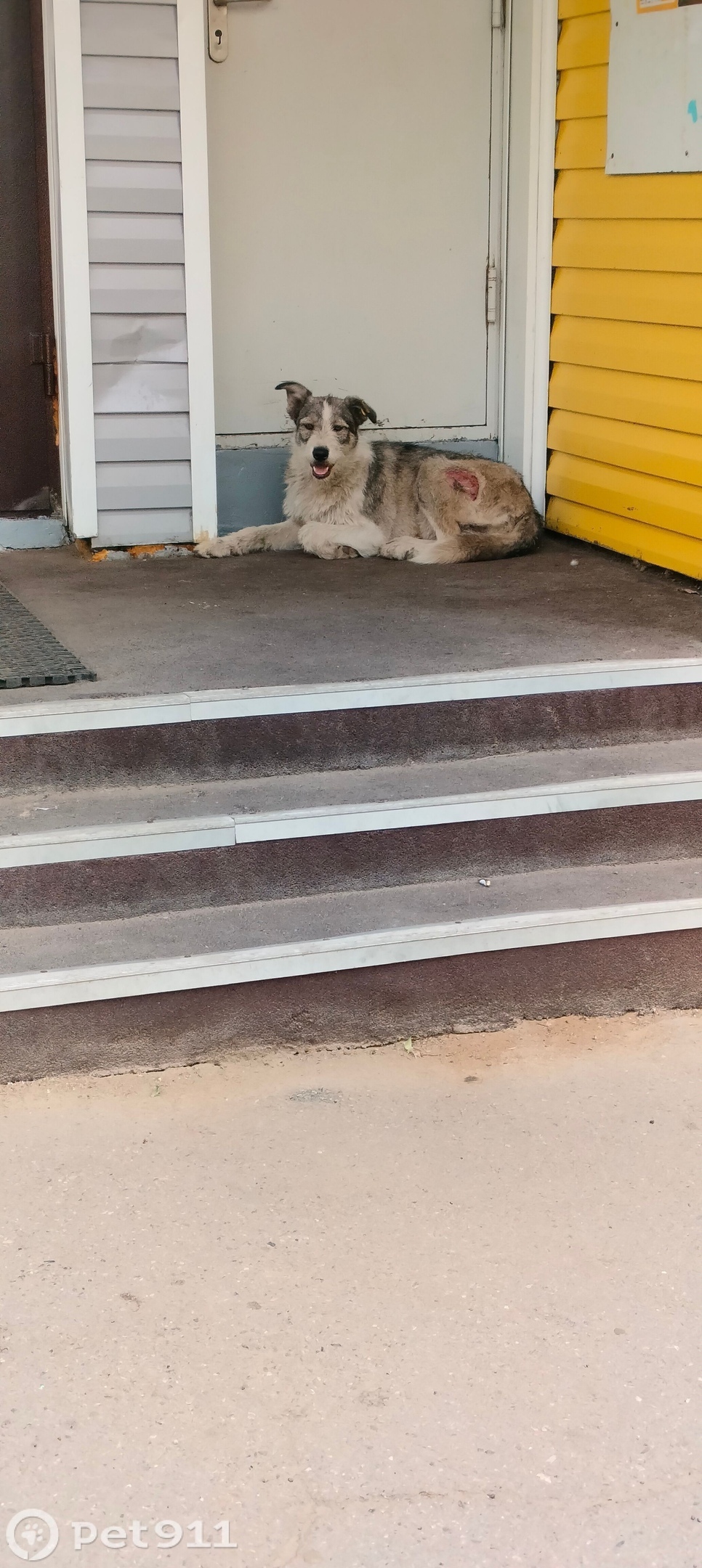 Найдена собака в Иркутске — фото объявления