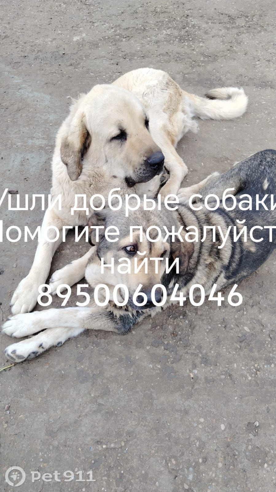 Пропала собака в Иркутске — фото объявления