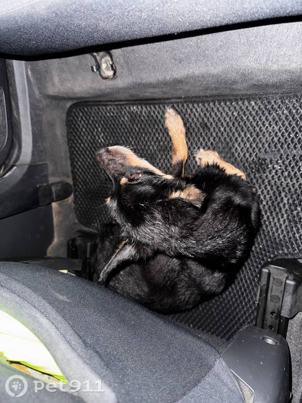 Найдена собака в Иркутске — фото объявления