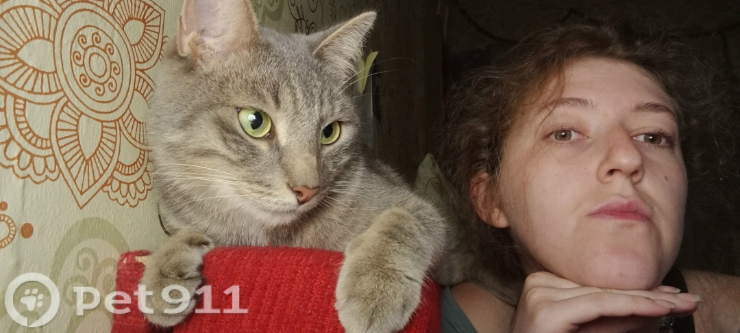 Пропала кошка в Иркутске — фото объявления