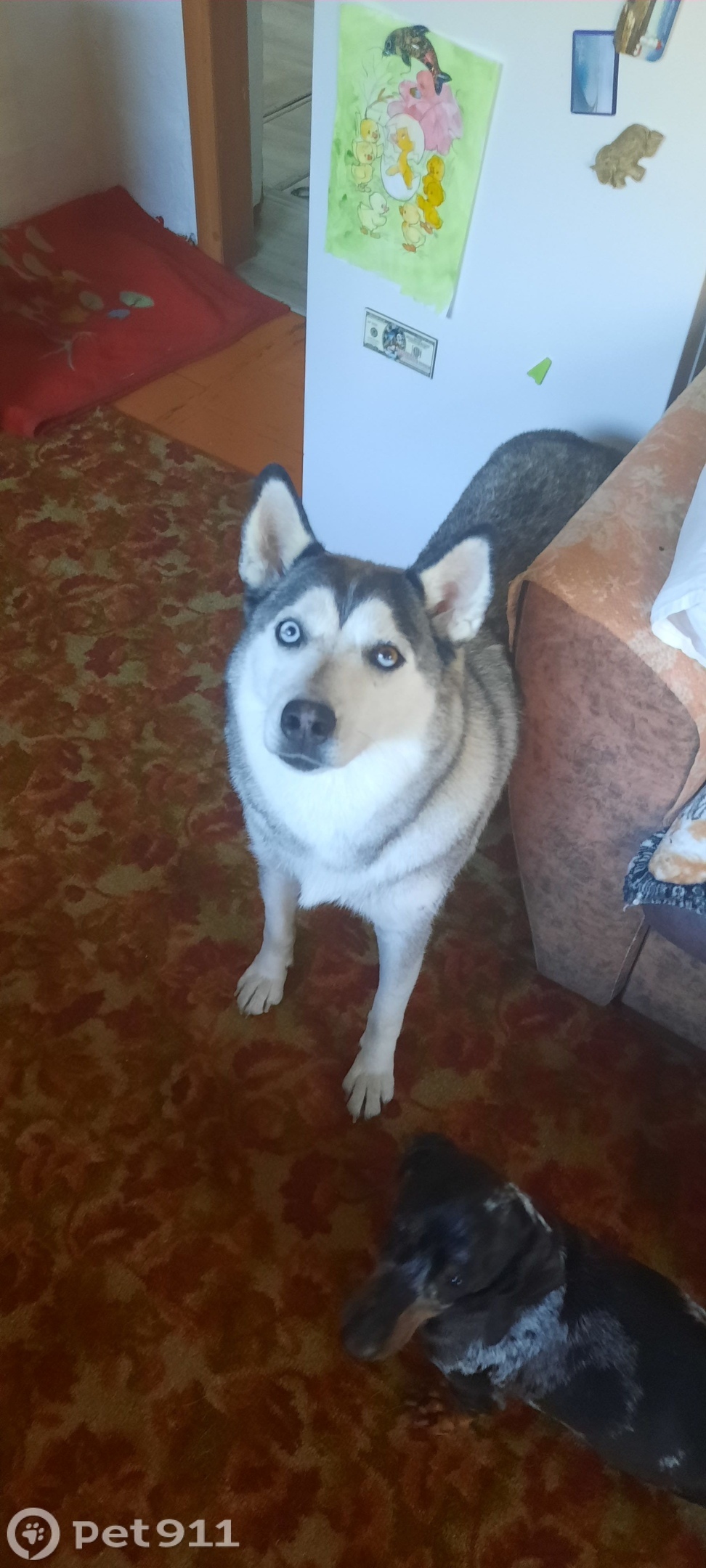 Пропала собака в Иркутске — фото объявления