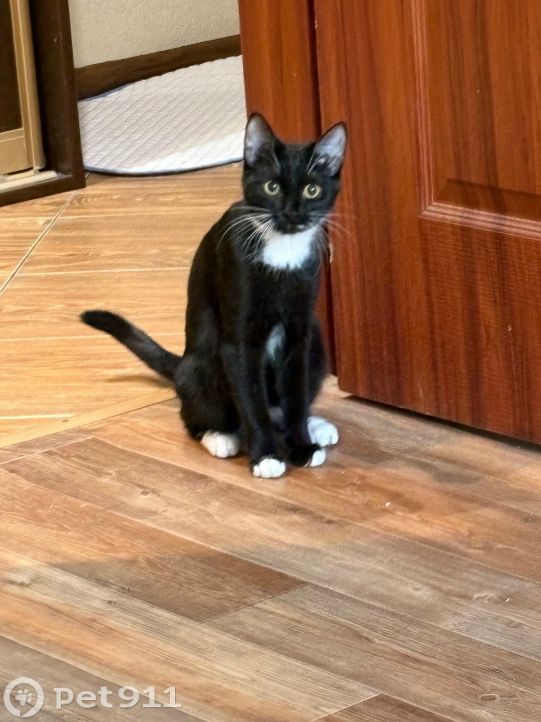 Пропала кошка в Иркутске — фото объявления