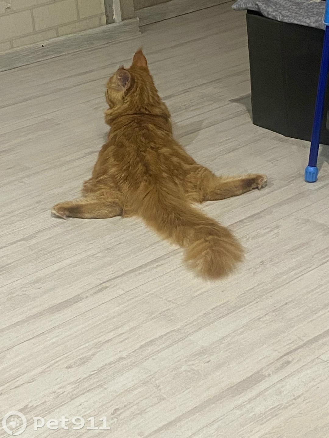 Пропала кошка в Иркутске — фото объявления