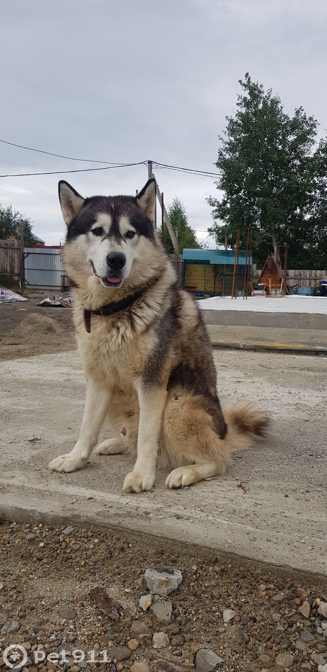 Пропала собака в Иркутске — фото объявления