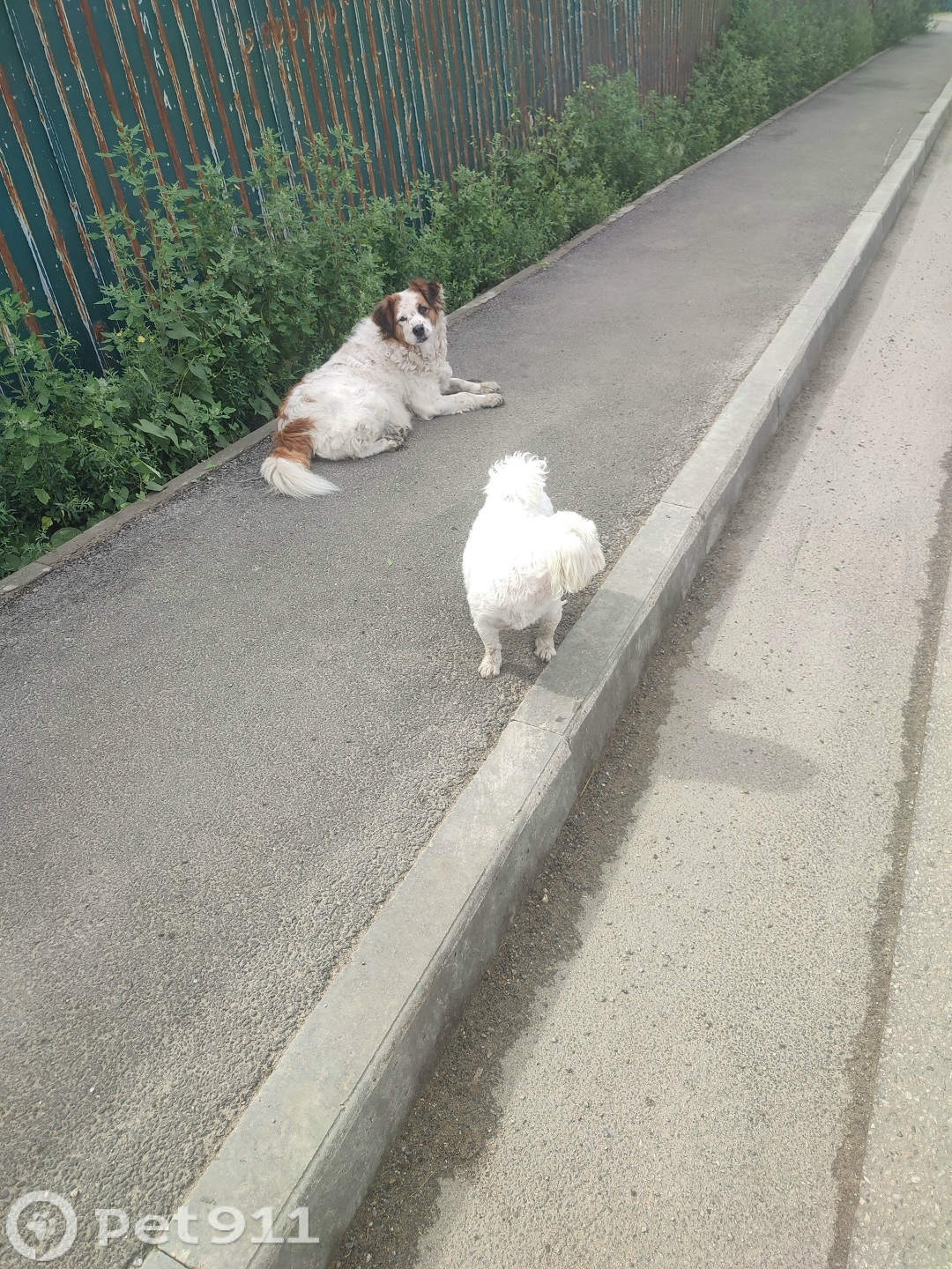 Найдена собака в Иркутске — фото объявления