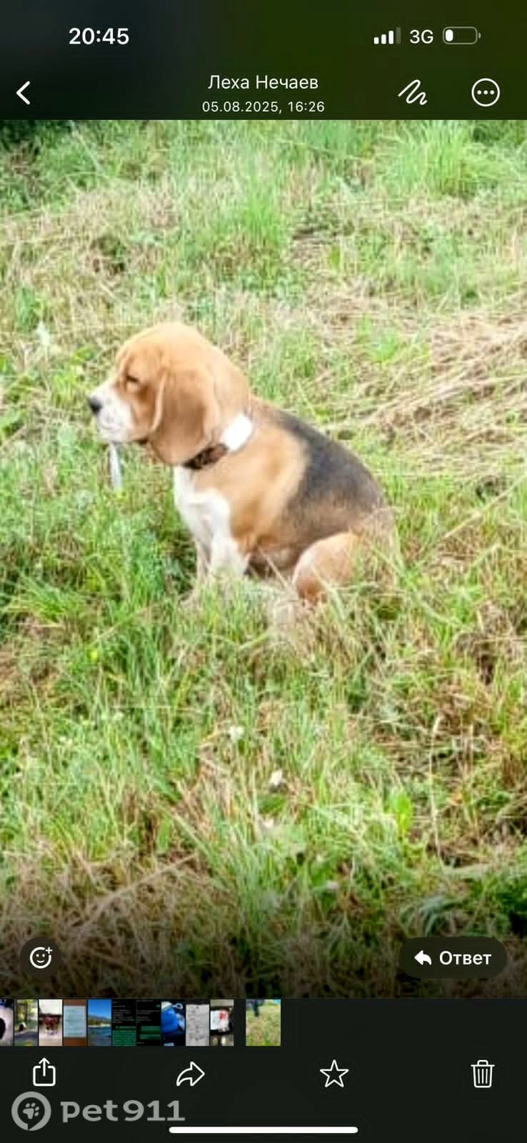 Найдена собака в Иркутске — фото объявления