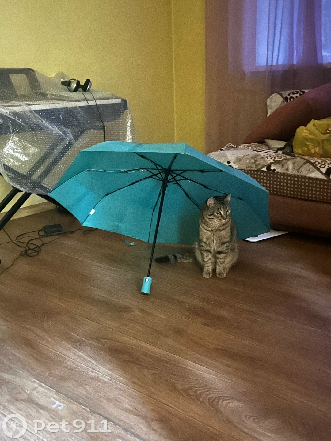 Пропала кошка в Иркутске — фото объявления