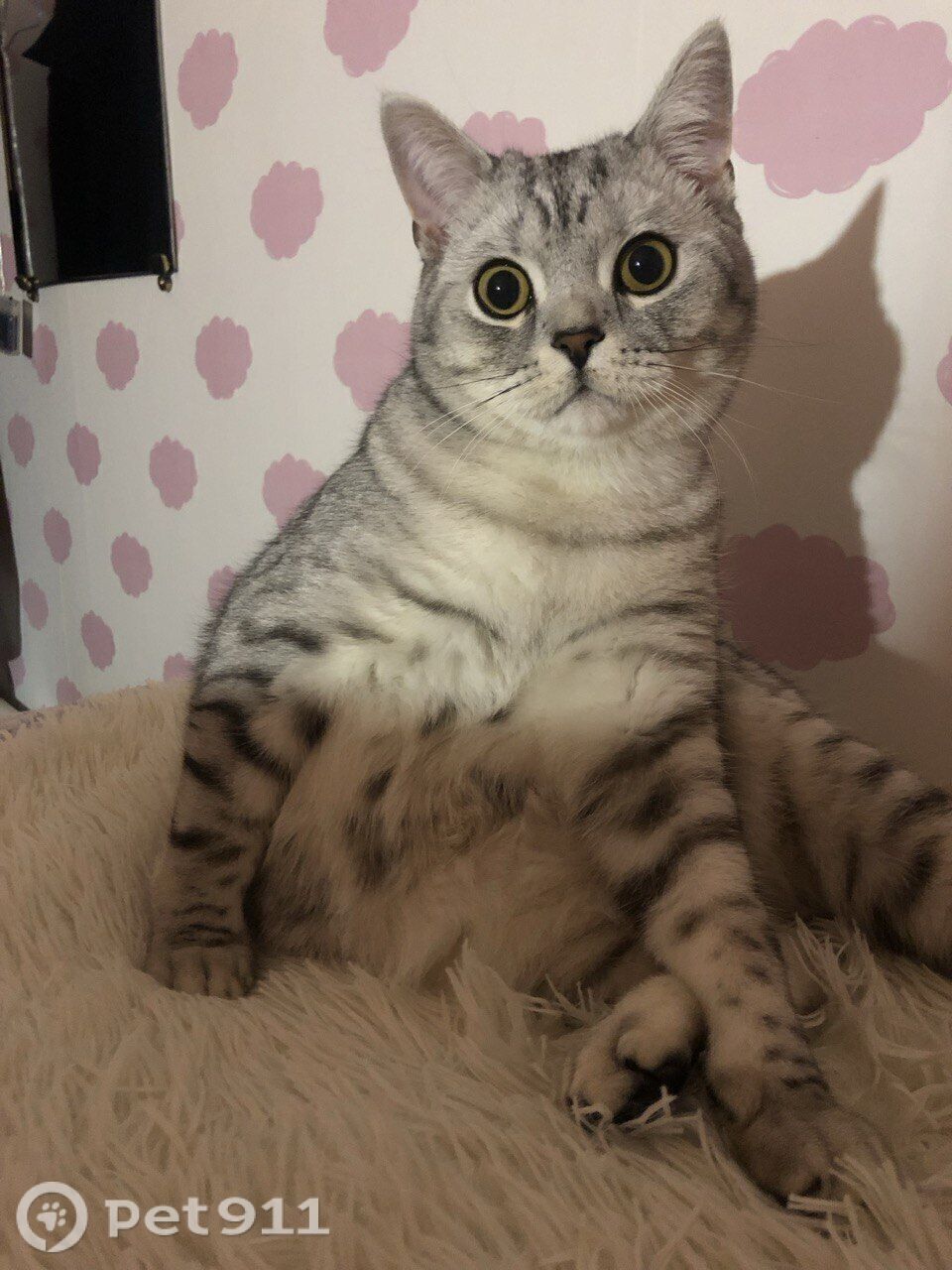 Пропала кошка в Иркутске — фото объявления