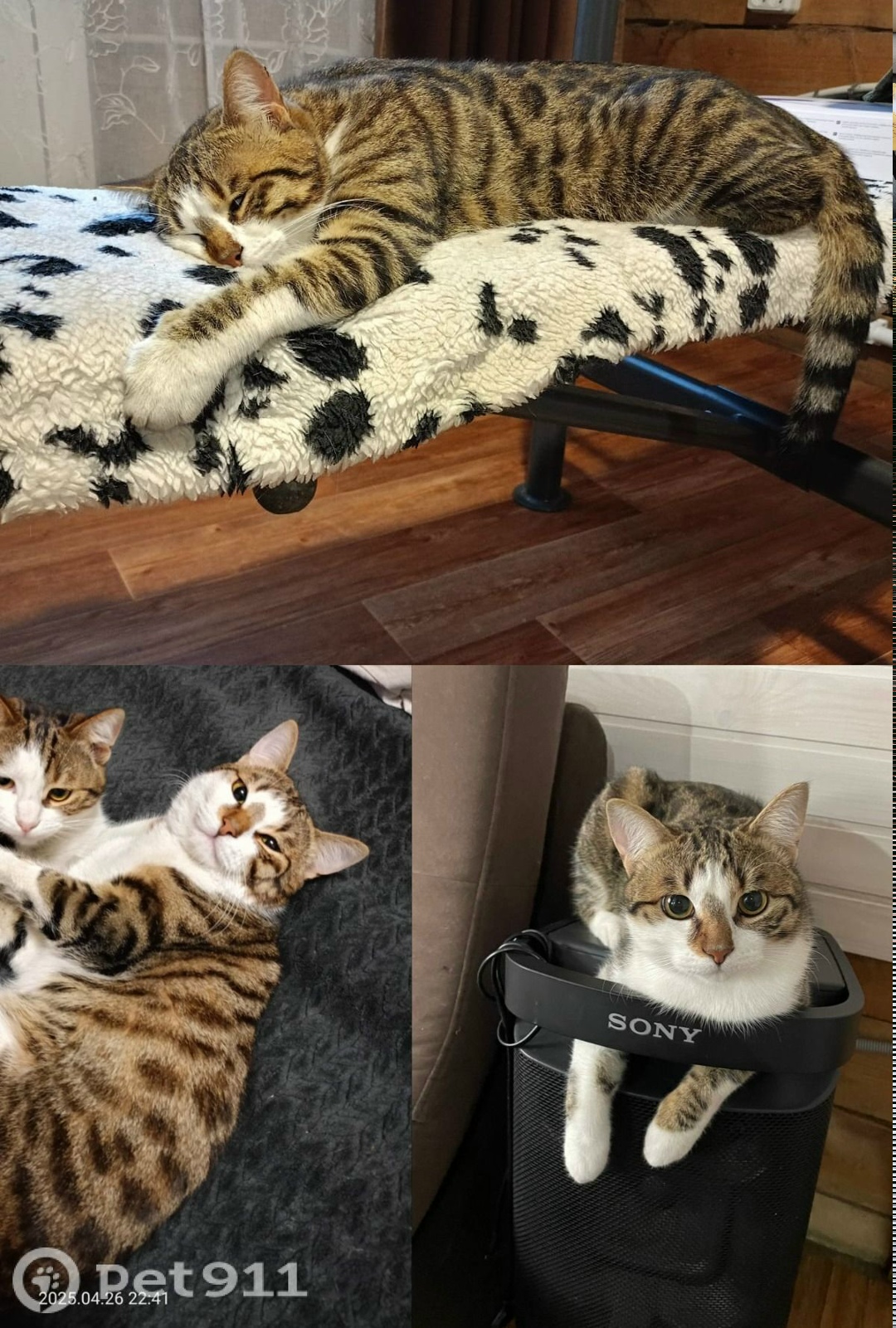 Пропала кошка в Иркутске — фото объявления