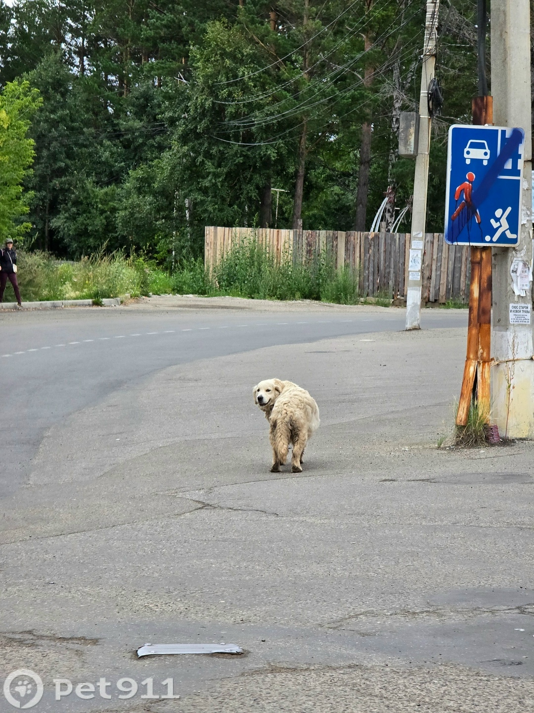 Найдена собака в Иркутске — фото объявления