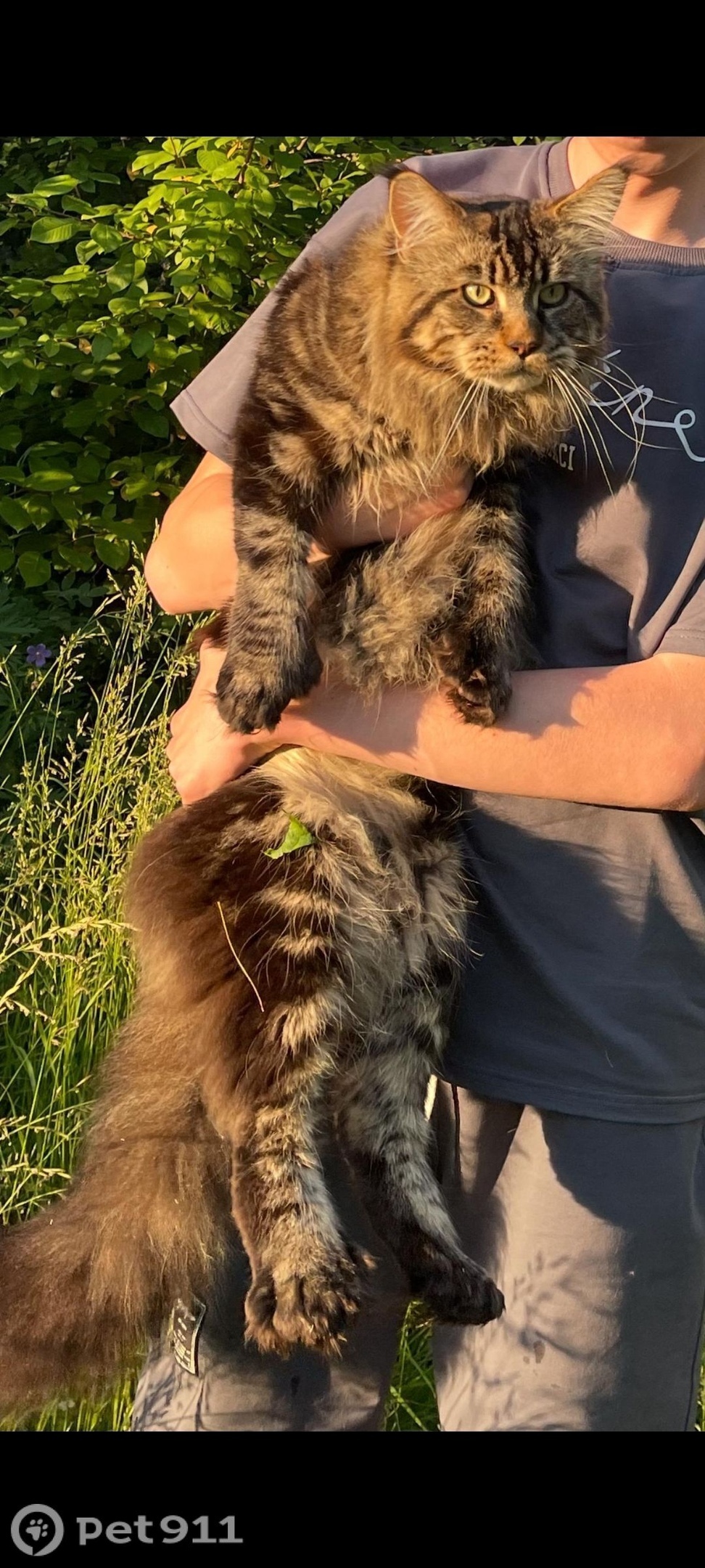 Пропала кошка в Иркутске — фото объявления