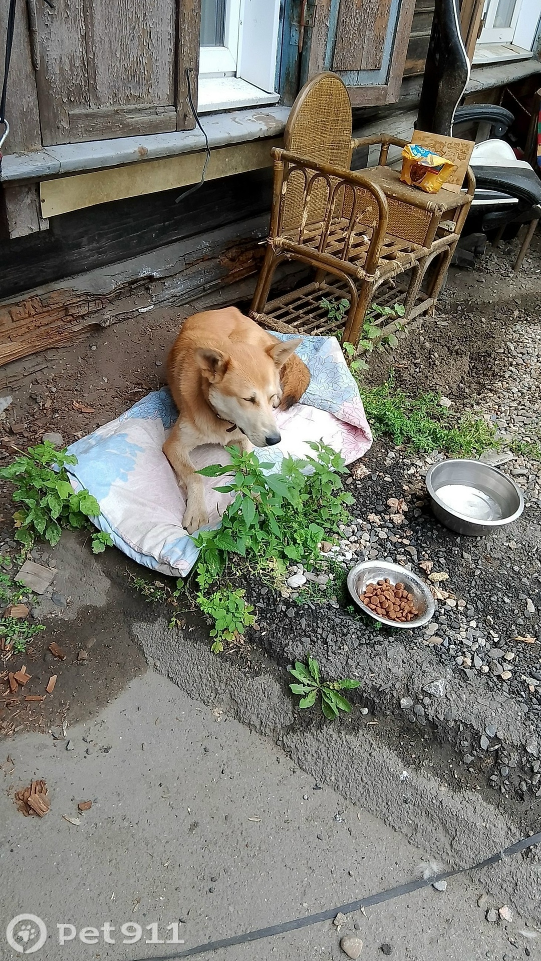 Найдена собака в Иркутске — фото объявления