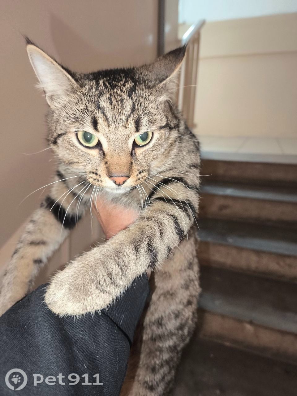 Найдена кошка в Иркутске — фото объявления