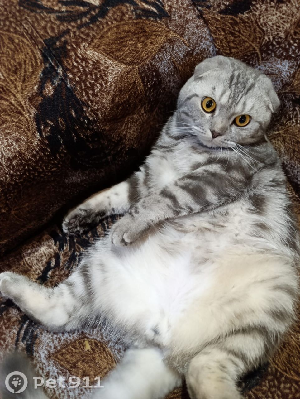 Пропала кошка в Иркутске — фото объявления