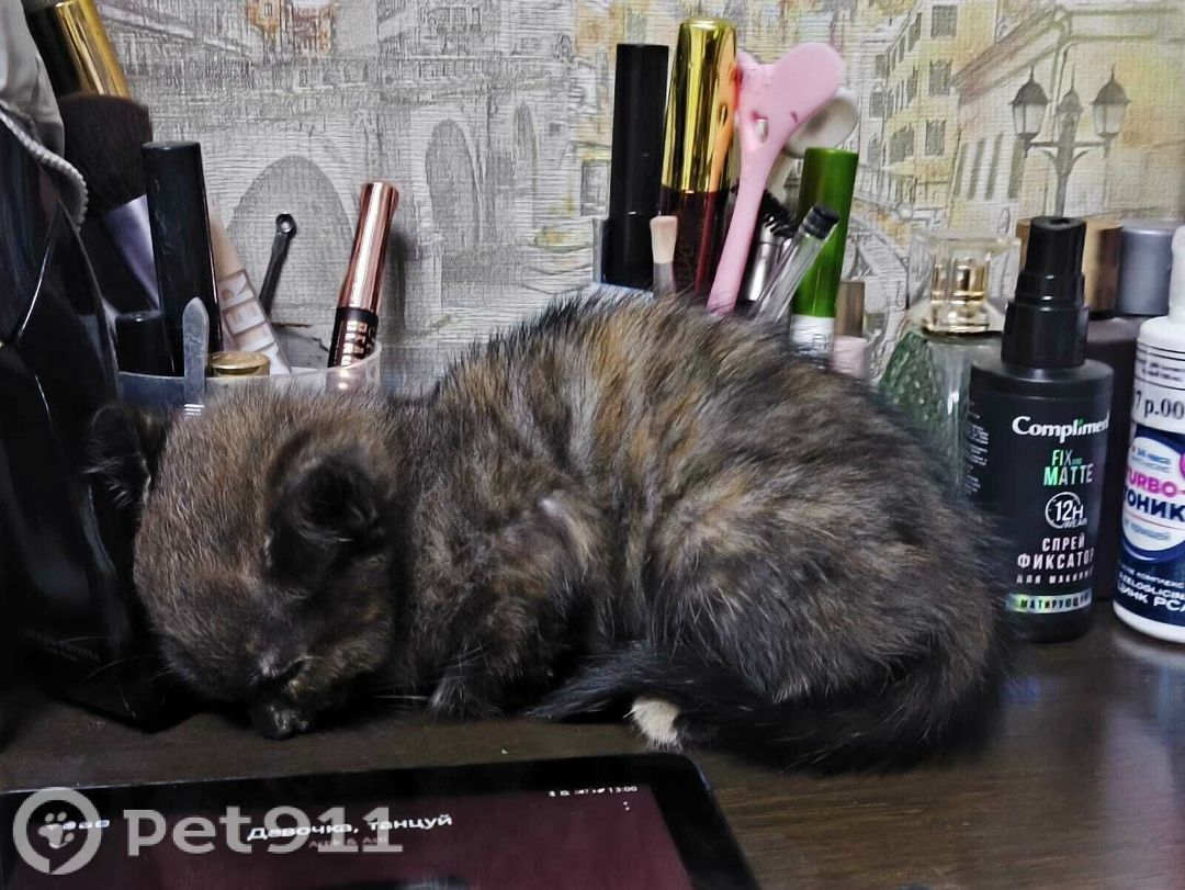 Найдена кошка в Иркутске — фото объявления