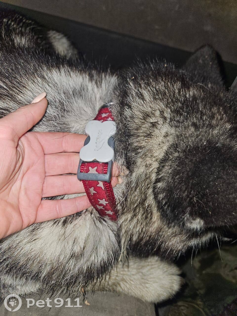 Найдена собака в Иркутске — фото объявления