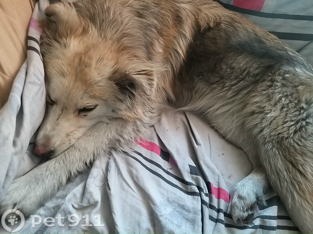 Пропала собака в Иркутске — фото объявления