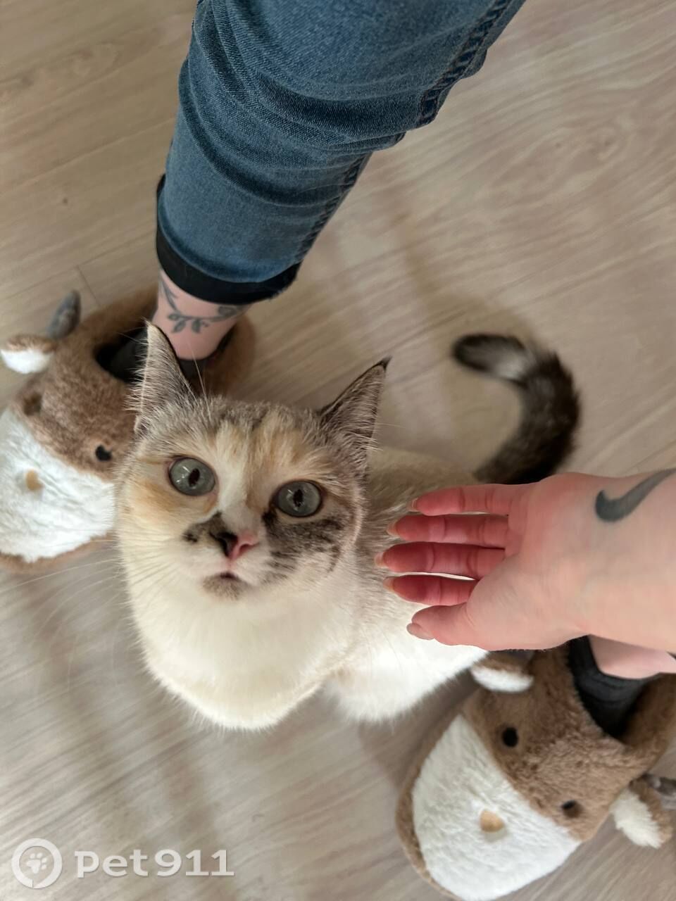 Пропала кошка в Иркутске — фото объявления