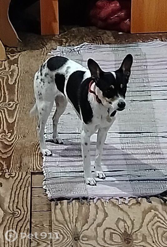 Пропала собака в Иркутске — фото объявления