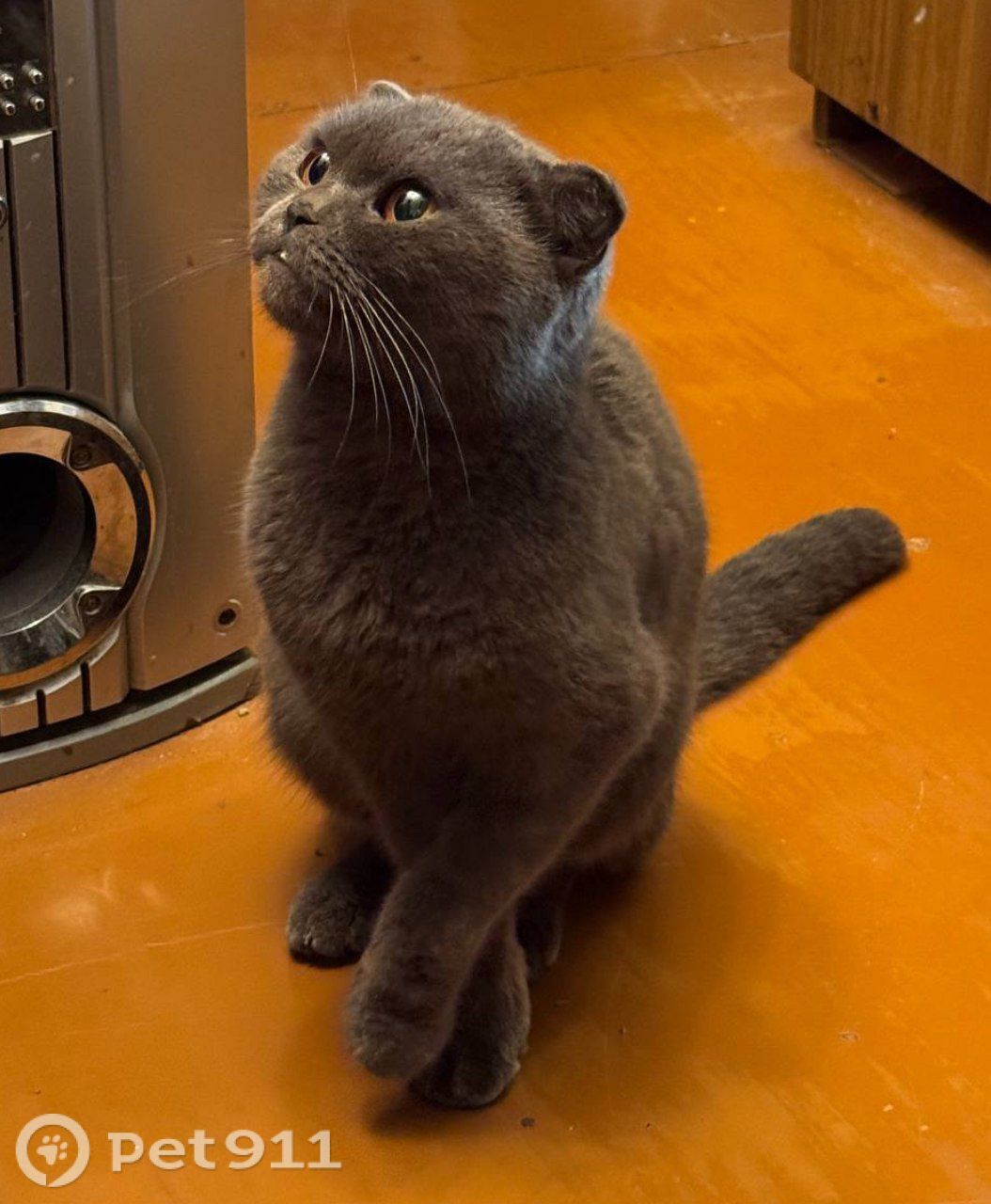 Найдена кошка в Иркутске — фото объявления