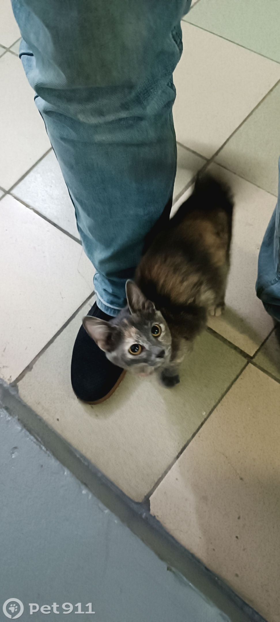 Найдена кошка в Иркутске — фото объявления