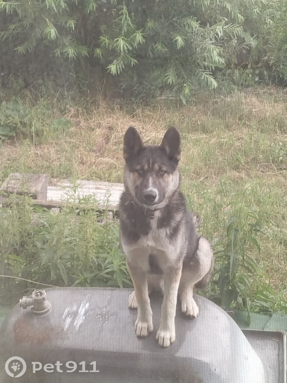 Пропала собака в Иркутске — фото объявления