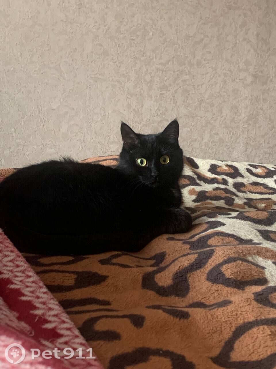 Пропала кошка в Иркутске — фото объявления