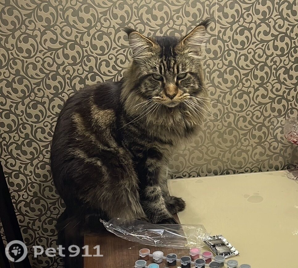 Пропала кошка в Иркутске — фото объявления