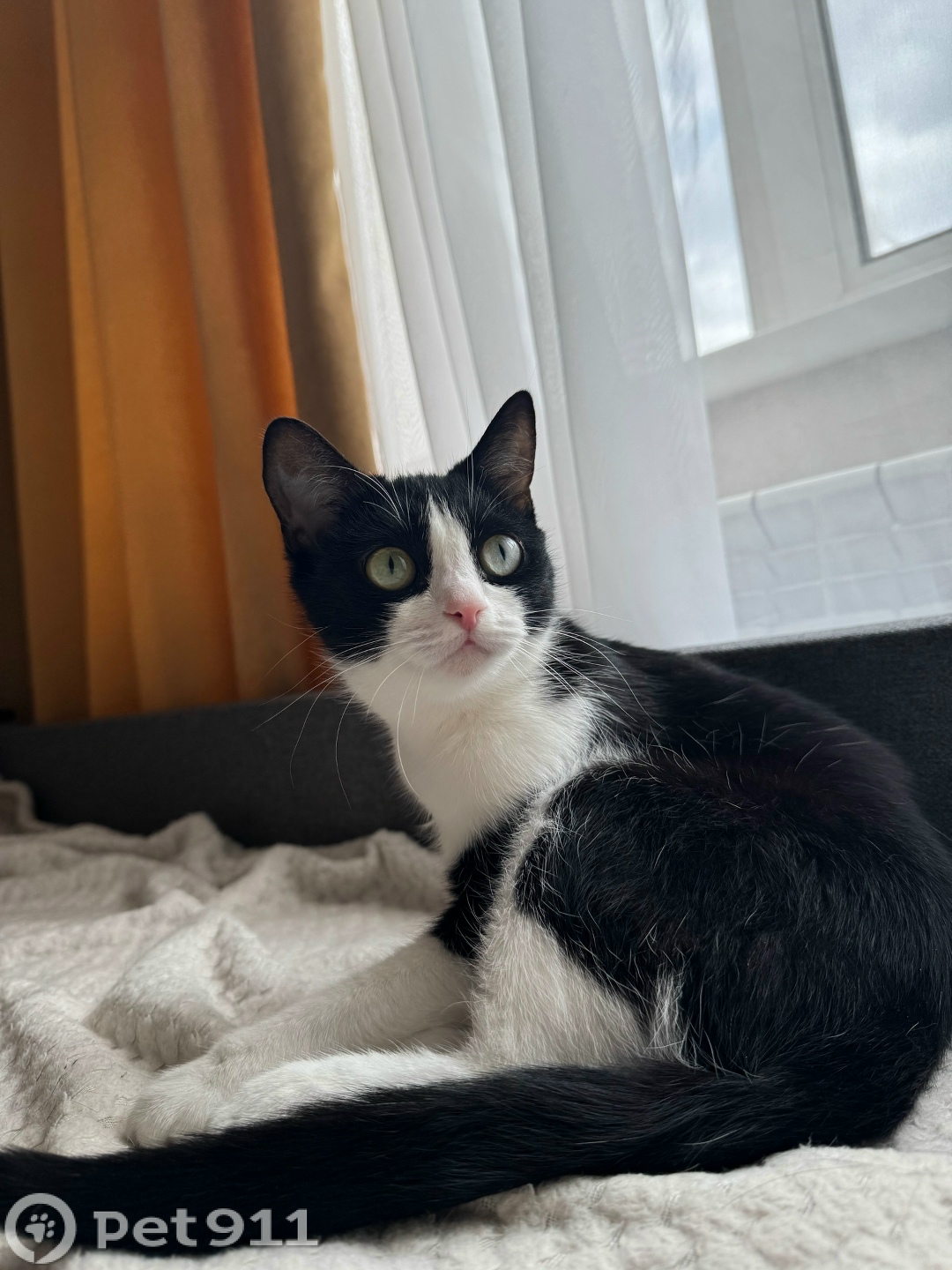 Пропала кошка в Иркутске — фото объявления