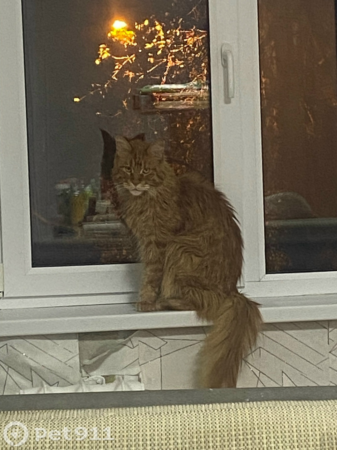 Найдена кошка в Иркутске — фото объявления