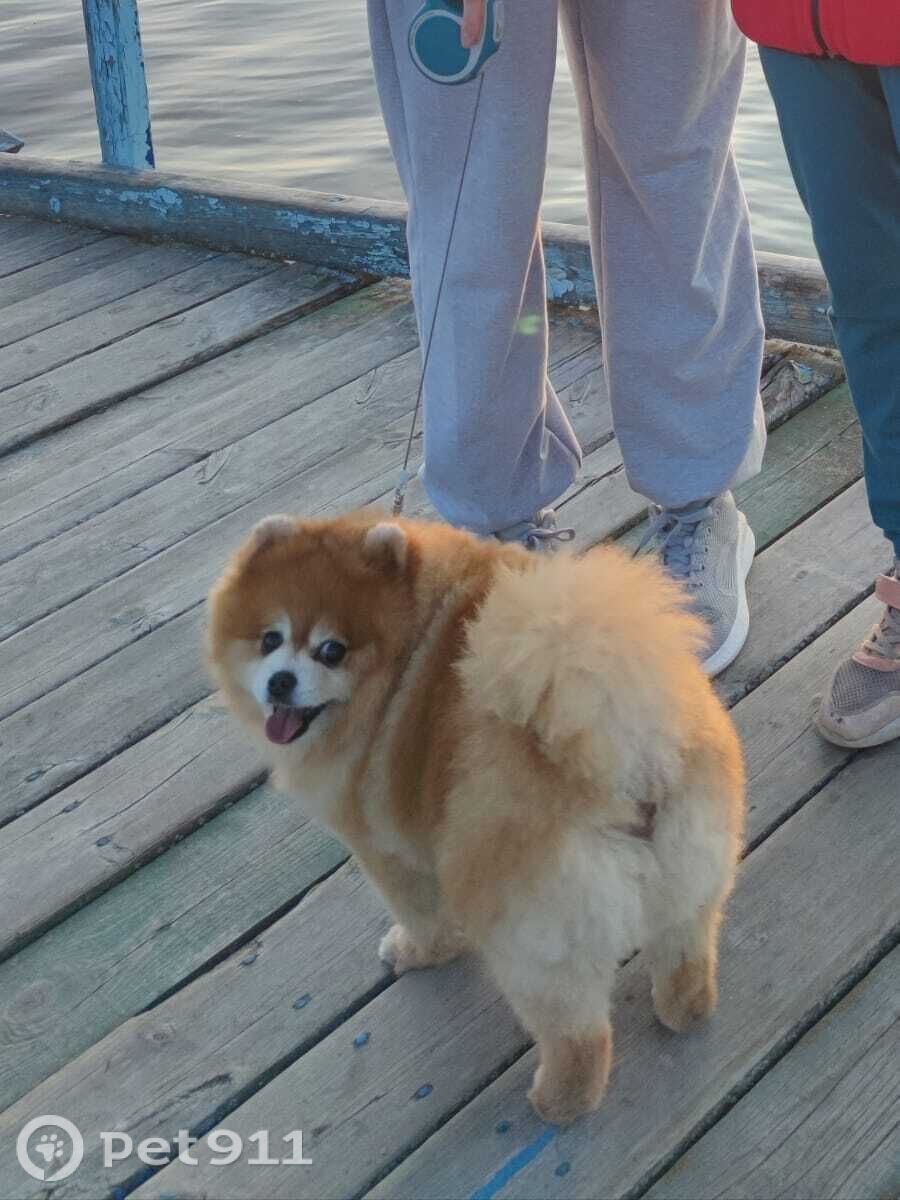 Пропала собака в Иркутске — фото объявления