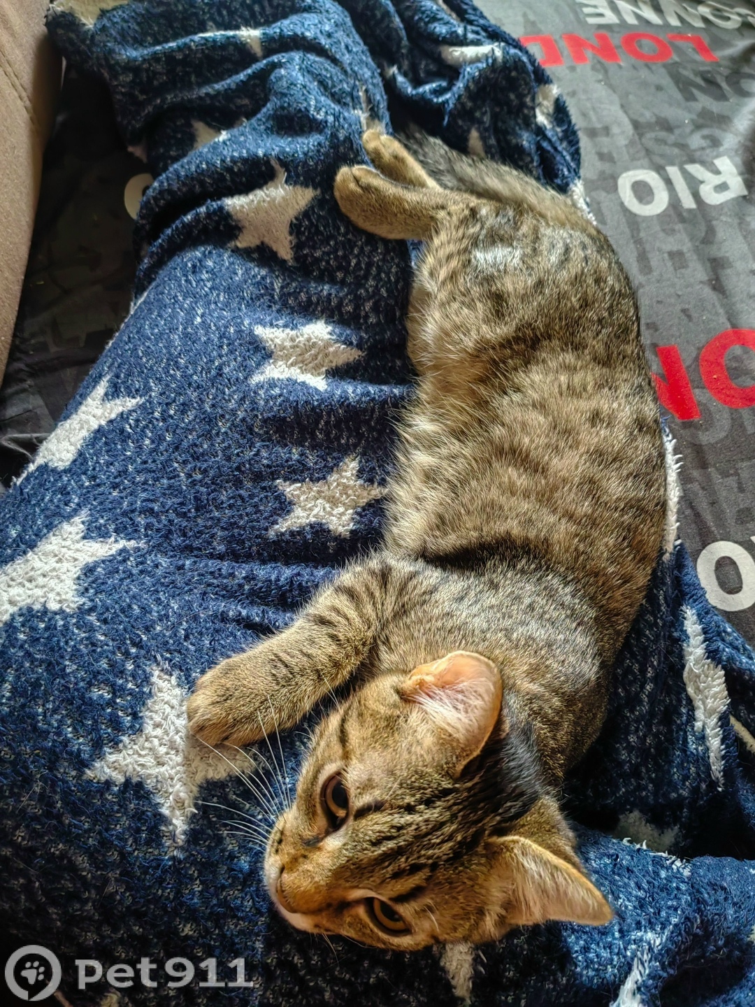 Пропала кошка в Иркутске — фото объявления