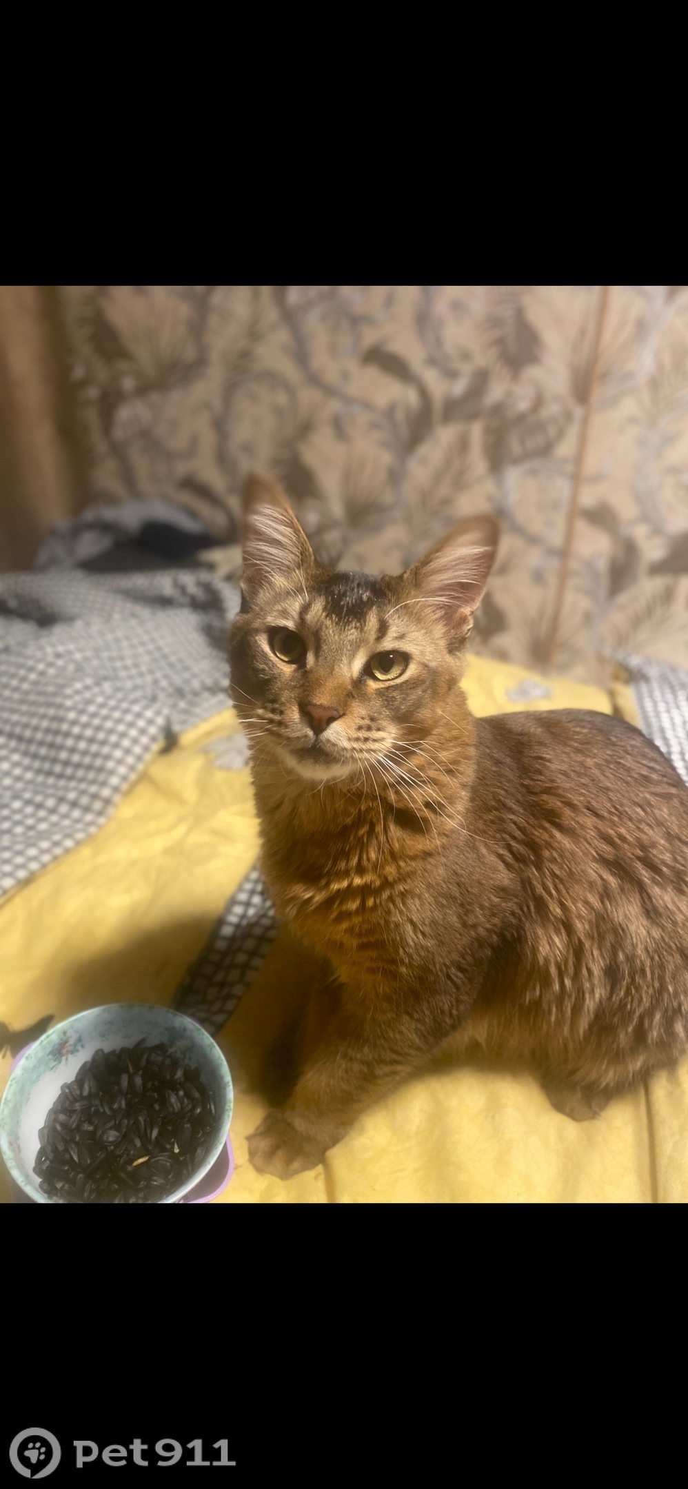 Пропала кошка в Иркутске — фото объявления