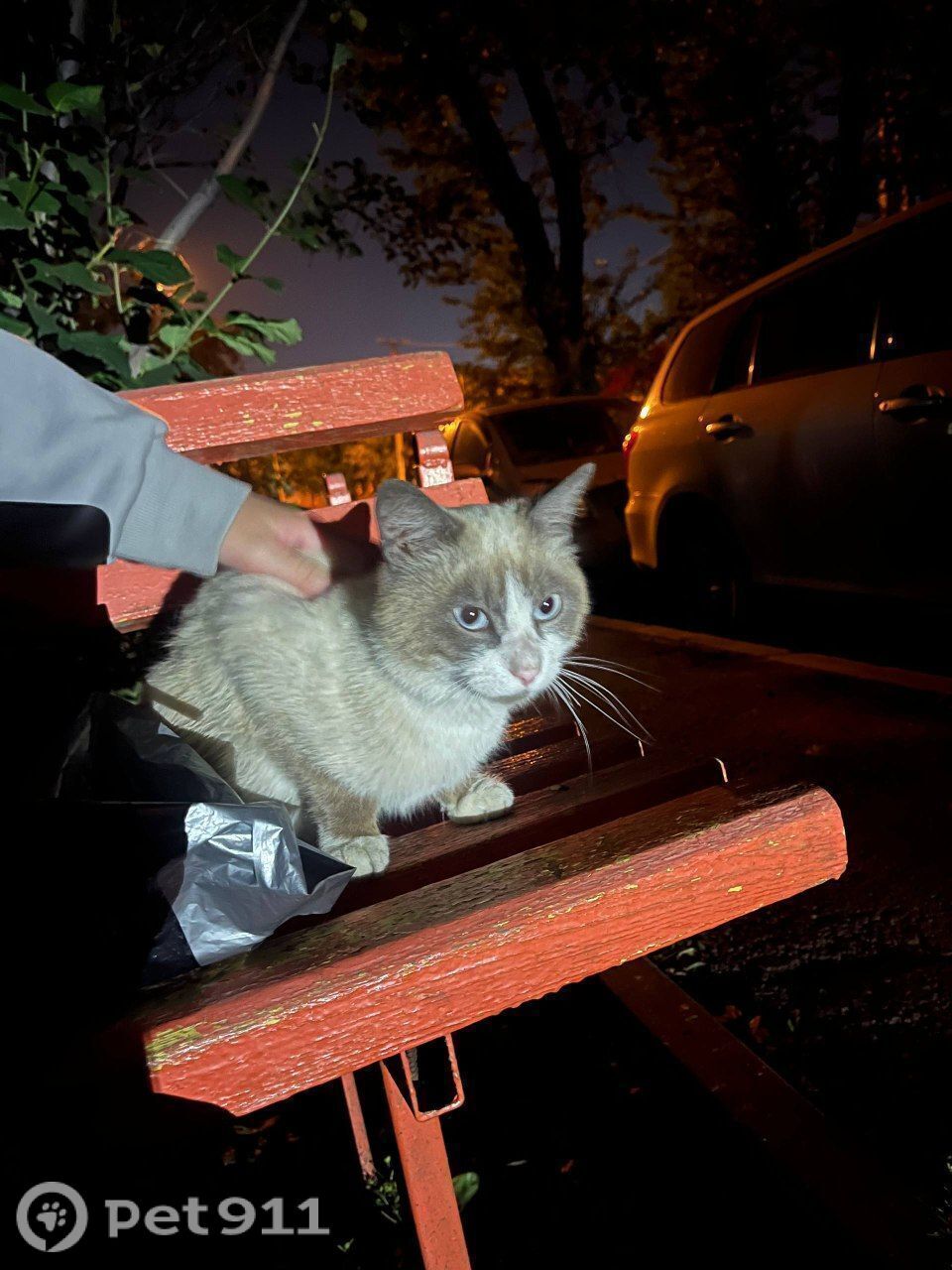 Найдена кошка в Иркутске — фото объявления