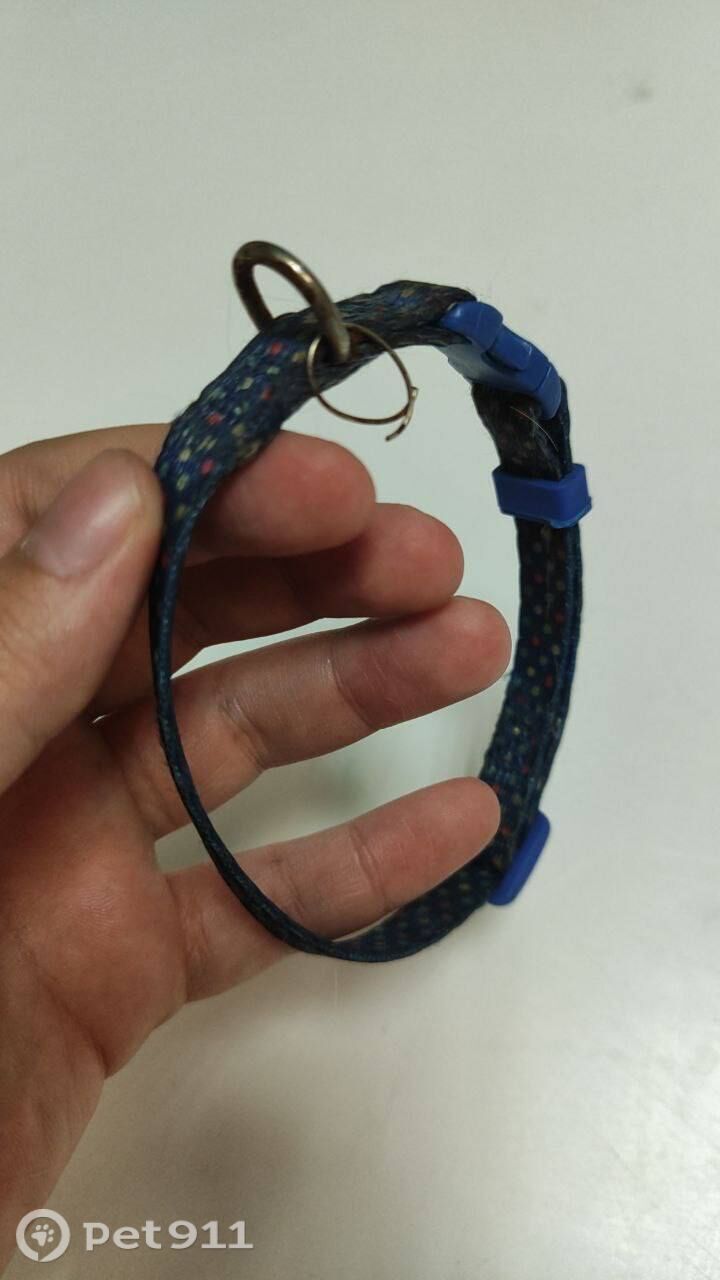 Найдена собака в Иркутске — фото объявления