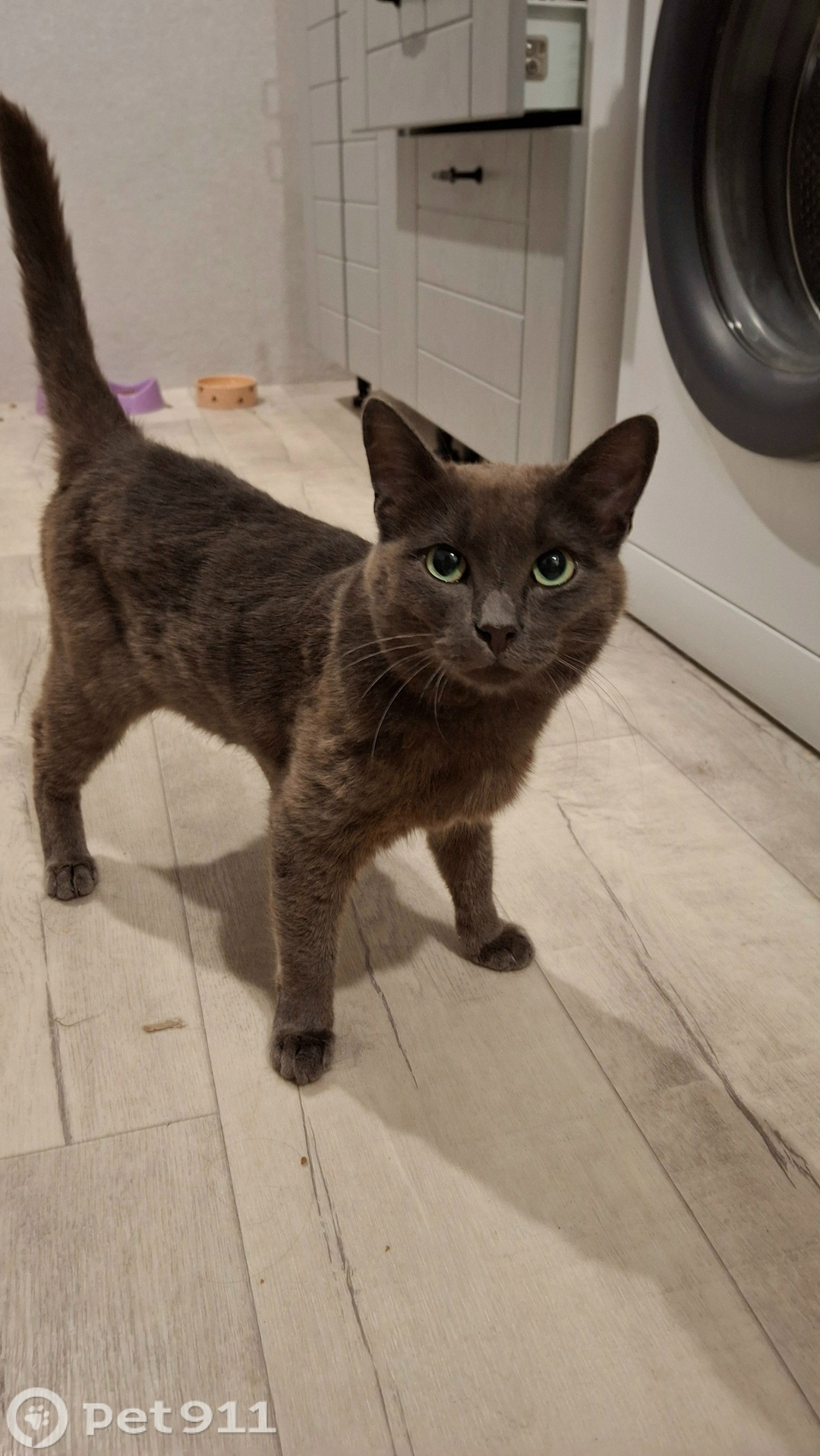 Найдена кошка в Иркутске — фото объявления