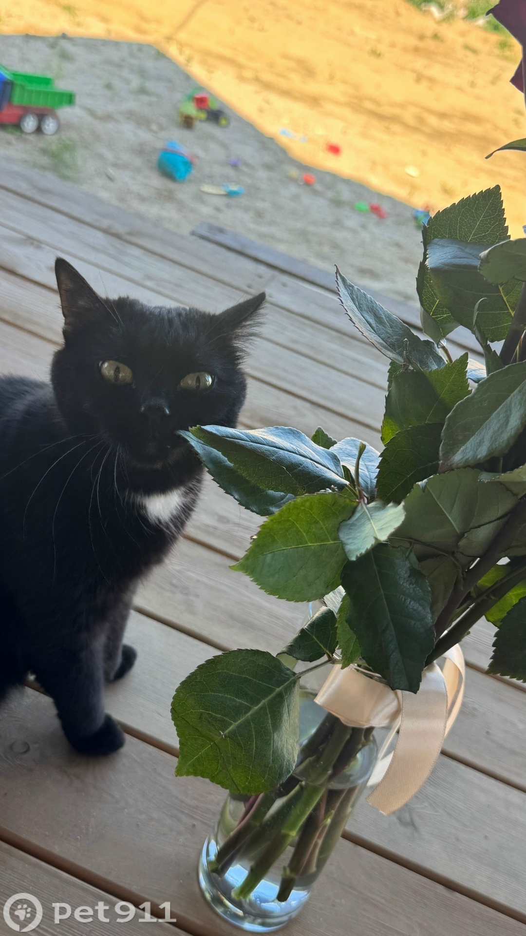 Пропала кошка в Иркутске — фото объявления