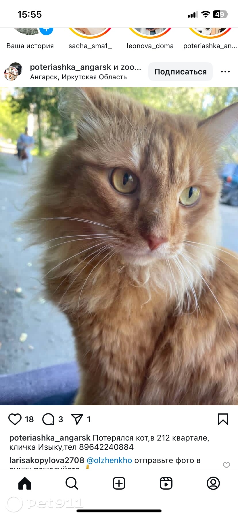 Пропала кошка в Иркутске — фото объявления