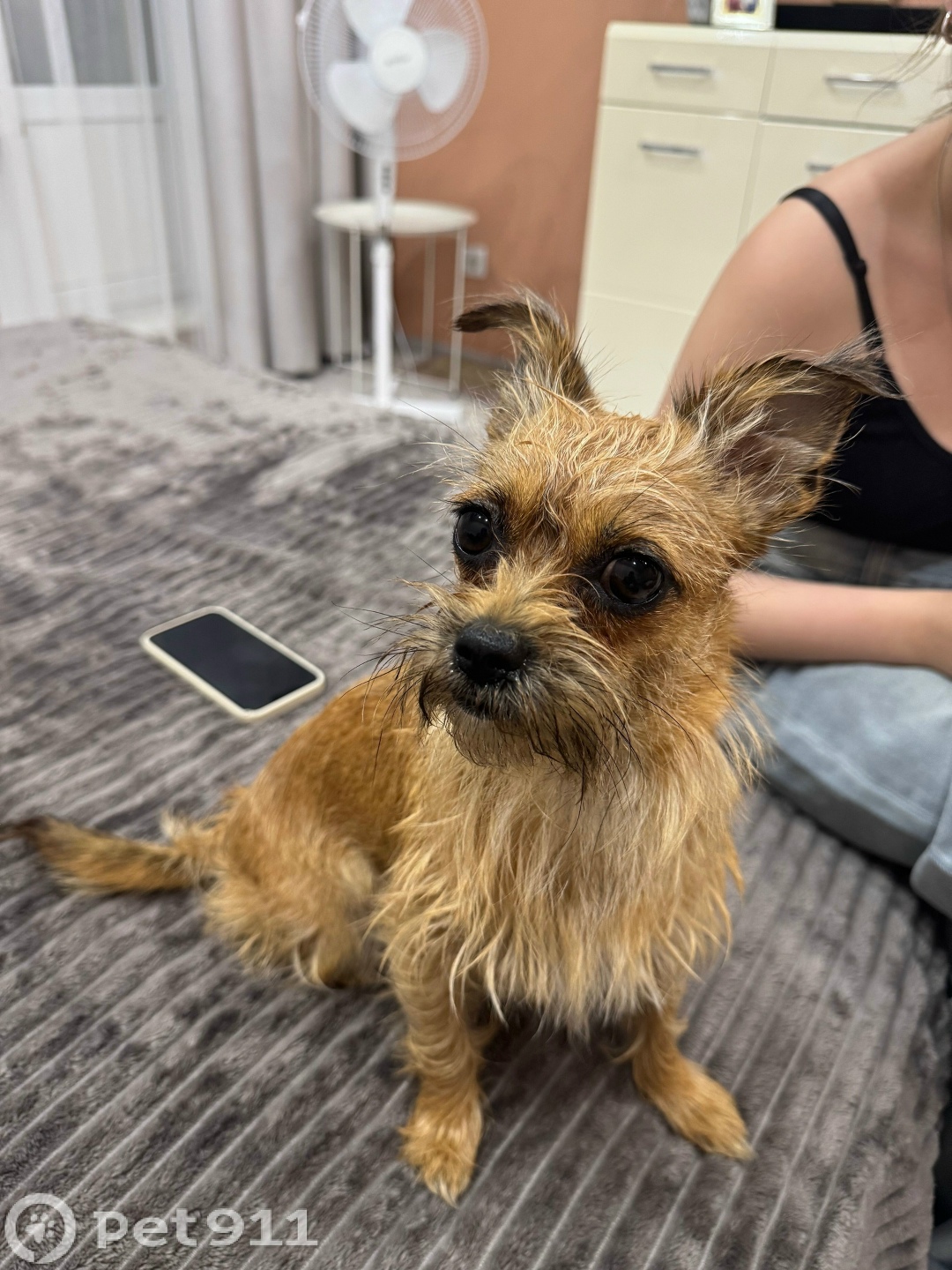 Найдена собака в Иркутске — фото объявления