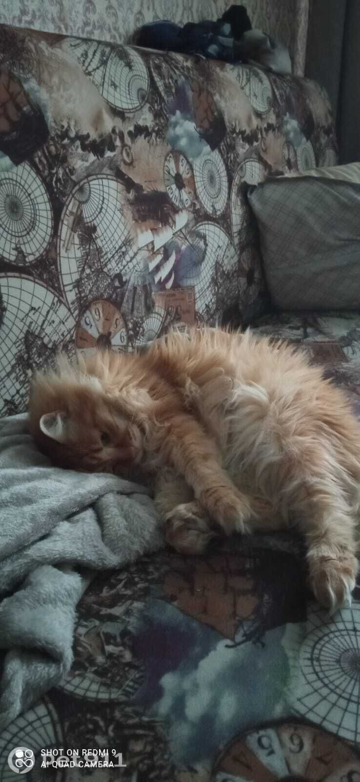 Пропала кошка в Иркутске — фото объявления