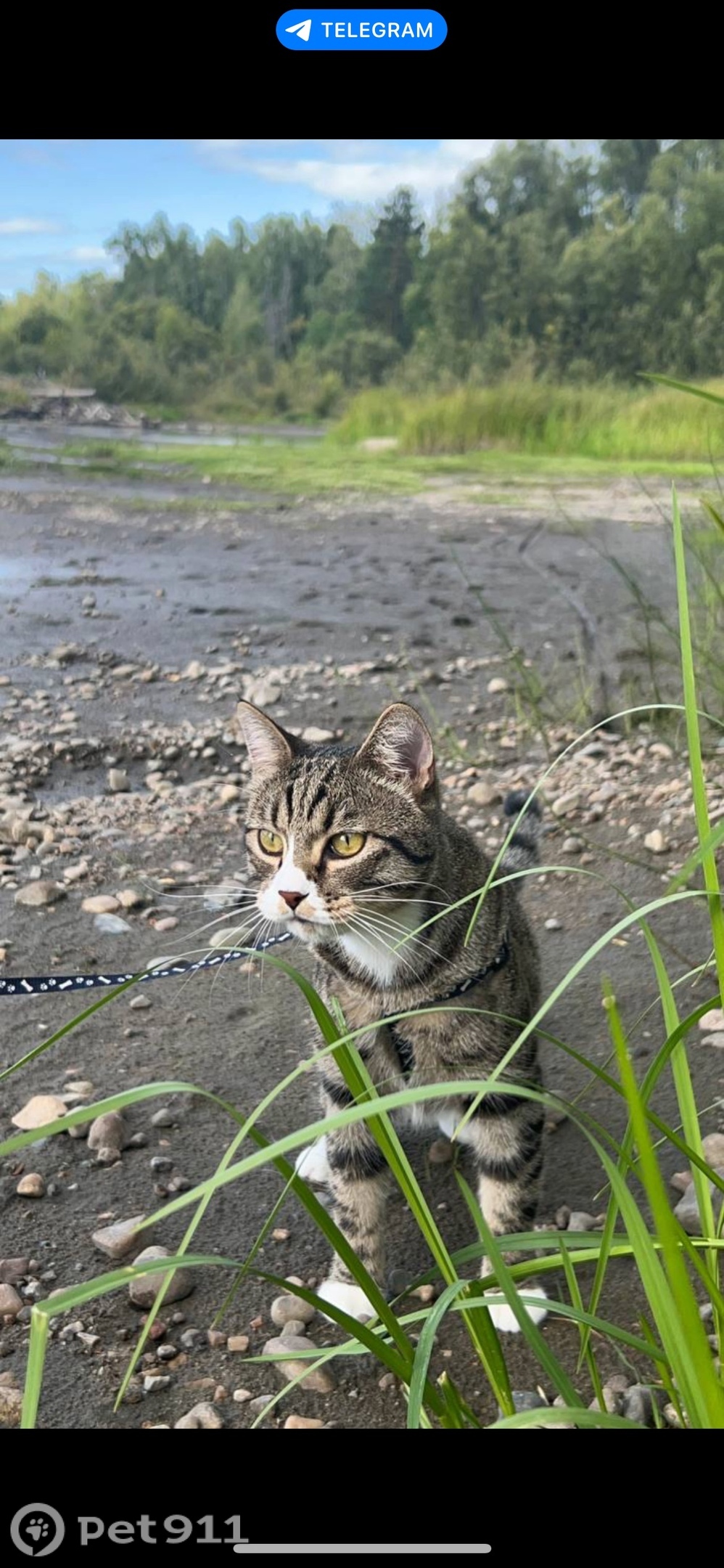 Пропала кошка в Иркутске — фото объявления