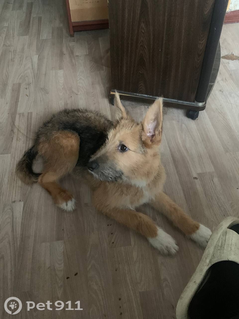 Пропала собака в Иркутске — фото объявления